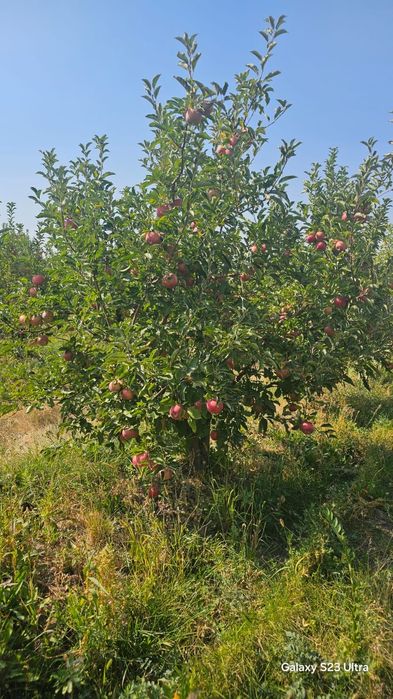 Продается яблоневый сад