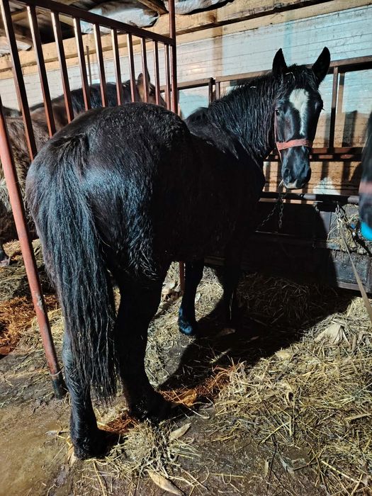 Vând mânză de 1,5 ani