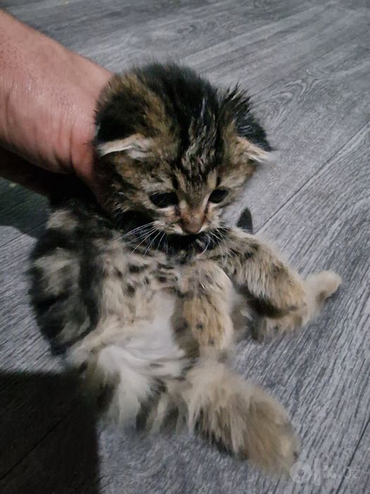 Scottish Fold 2 oylik