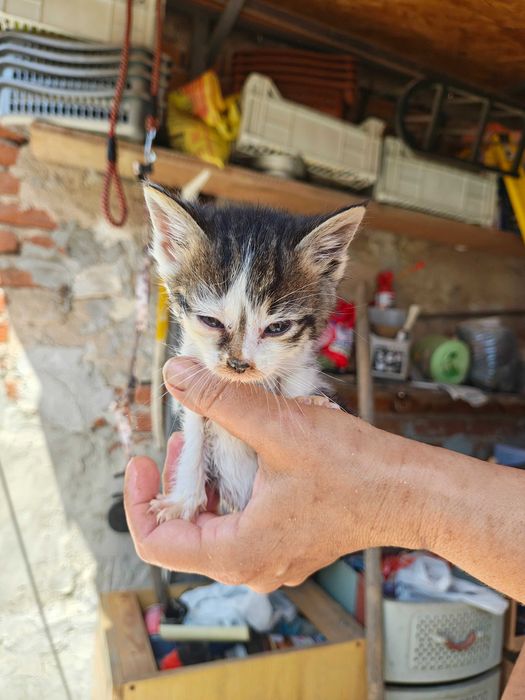 Подарявам котета