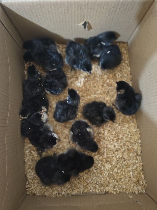 Pui Australorp și ouă pentru incubat