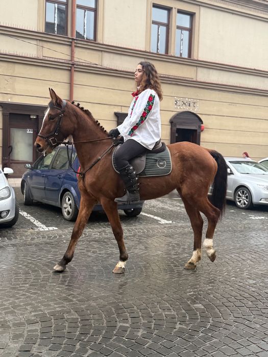 Vand iapa de 4 ani