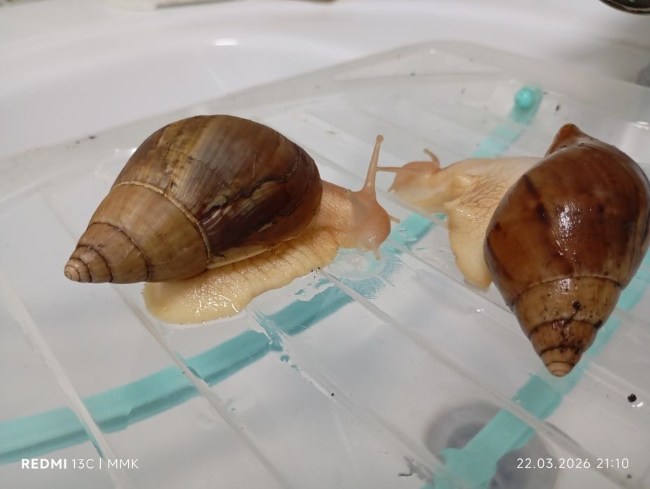 Продам улиток ахатина 5 шт.