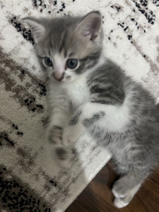 Кошка Шотландский