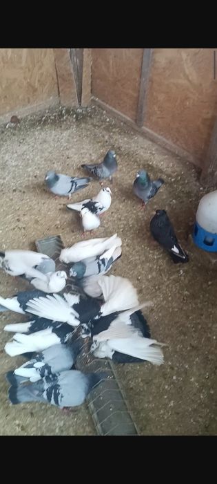 Porumbei ornamentali și jucători