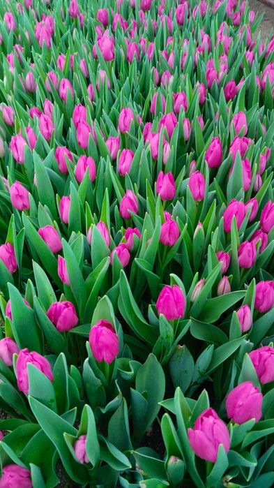 Цветы тюльпаны предзаказ