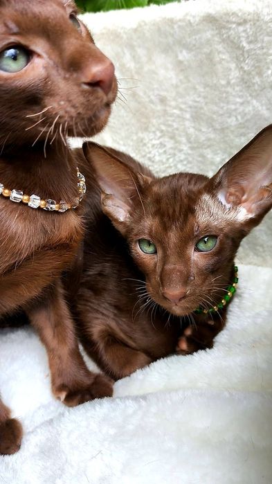 ОРИЕНТАЛЫ, орики , орики - Детки