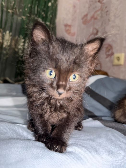 Котятки ищут семью