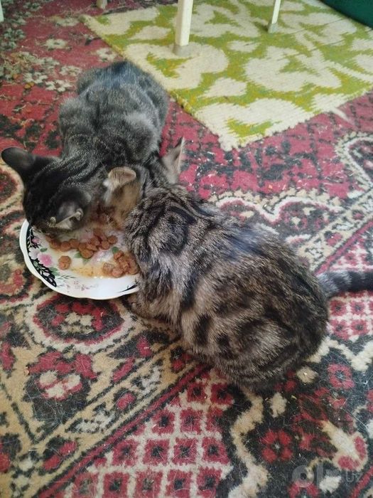 Котята только в добрые заботливые руки.