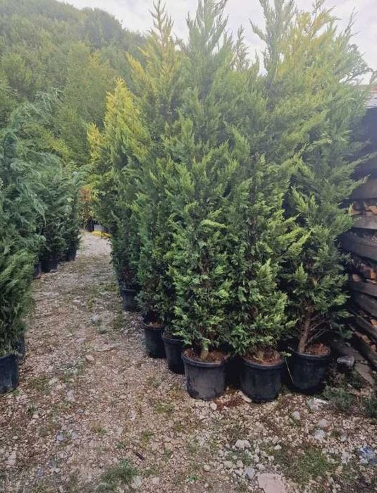 Cupressocyparis Leylandi Vesnic Verde pentru Intimitate