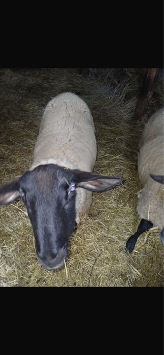 Vând berbec Suffolk