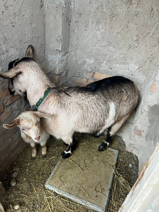 Sogin echki sotiladi zotdor