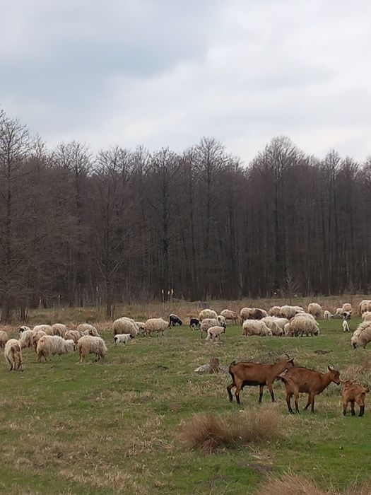 Vând oi cu miei după ele