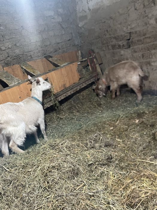 Capre bune de lapte si tinere