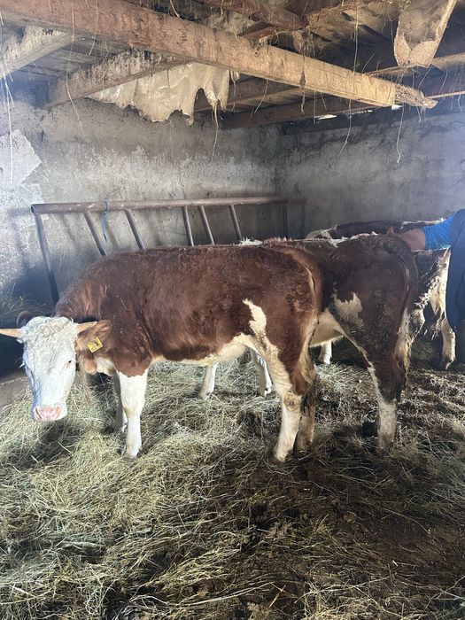 Vand animale  cai vaci oi