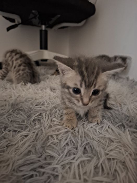 Котята шотландские