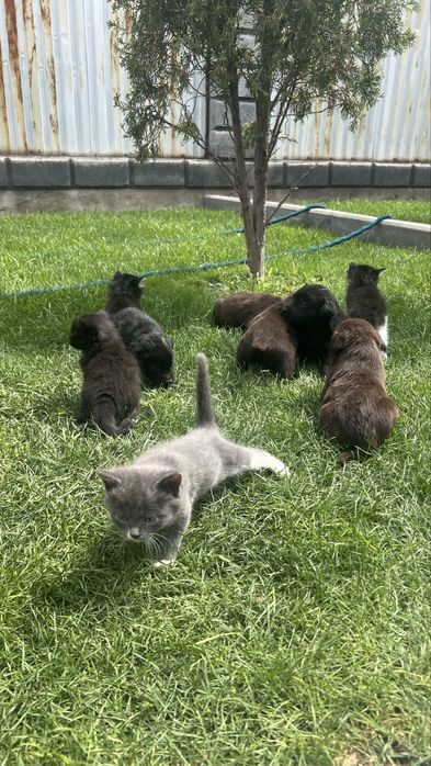 Отдам котят в хорошие руки