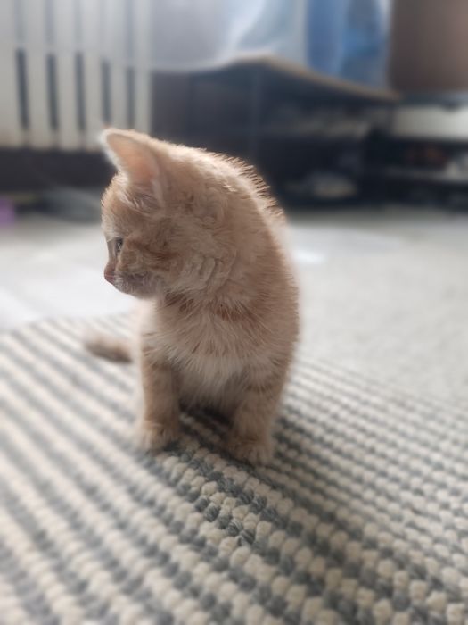 Отдам котенка мальчика добрые руки