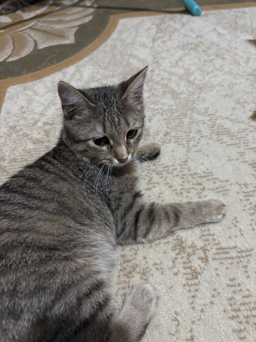 Отдам двух кошек бесплатно