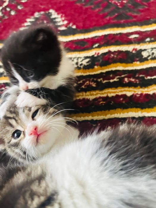 Отдам котят в хорошие руки