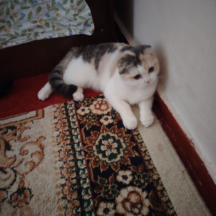 Продаётся шотландская скотш фольд