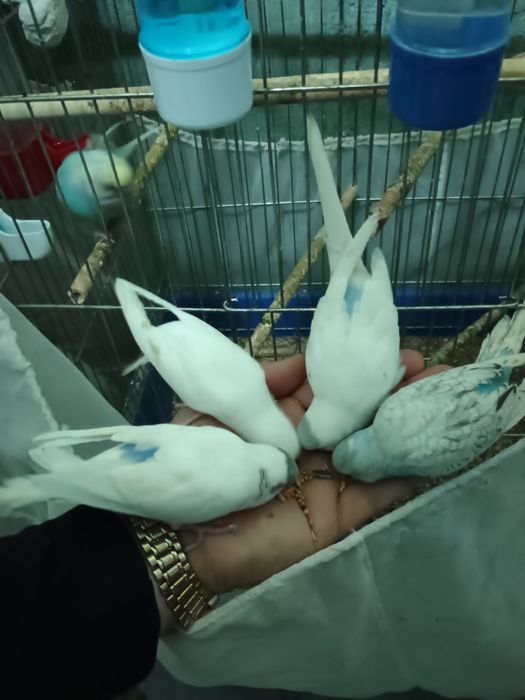 Ръчно хранени социални вълнисти папагали