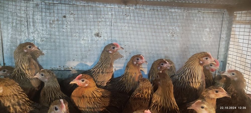 Ярка Сребърна и Златна Италиянка