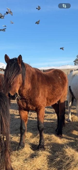 жеребец табунный