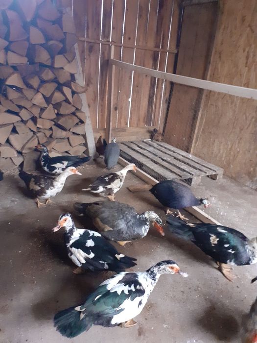 Rate mute 2024 mai multe culorii