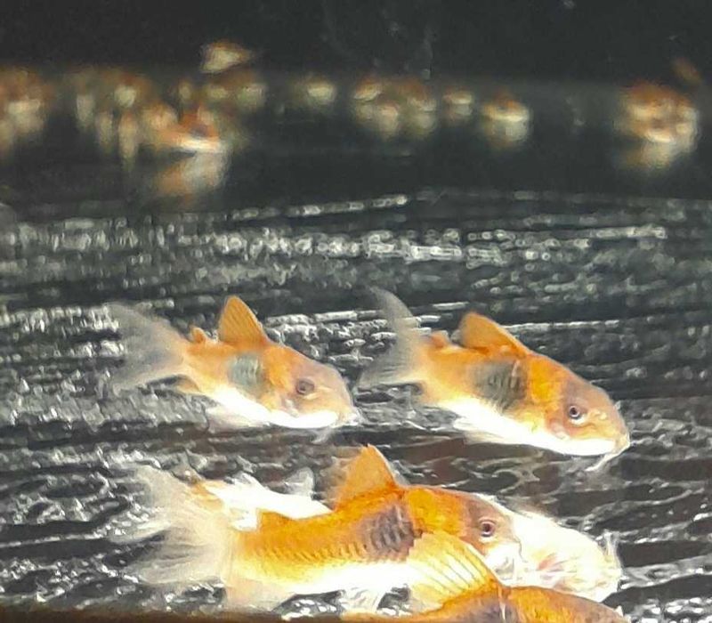 Всеки ден е черен петък!