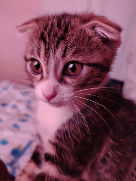 Кошка зовут барсик