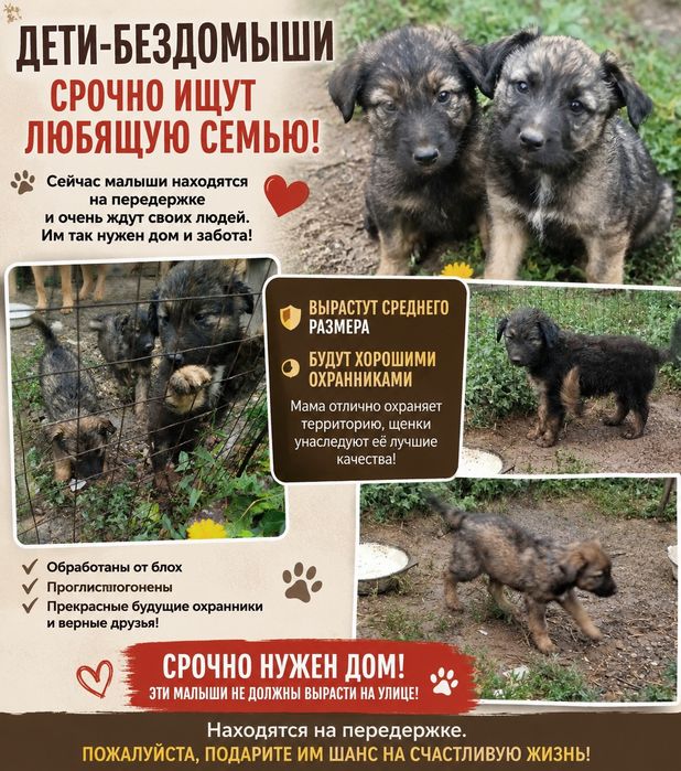 Щенки ищут дом срочно!!!