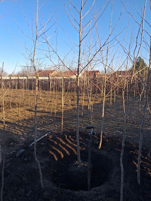 Mesteacăn platan tei tuia smarald