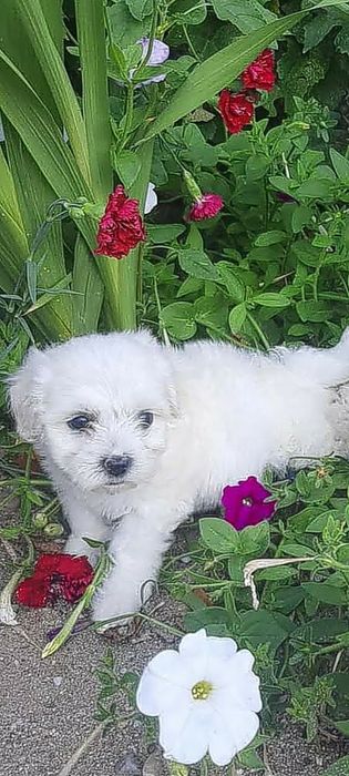 Bichon frize, puiuț.