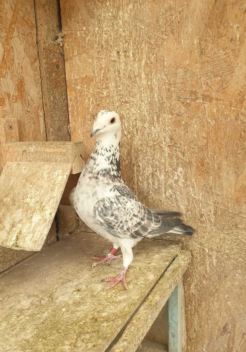 Ocazie! Vand femela voiajor cuca si mascul voiajor andaluz, 100 % viteza, 2017, 2019, Eduard Vajaiac!