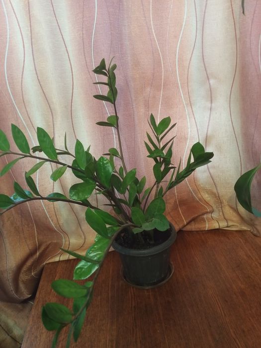 Продам  молодое долларовое дерево!