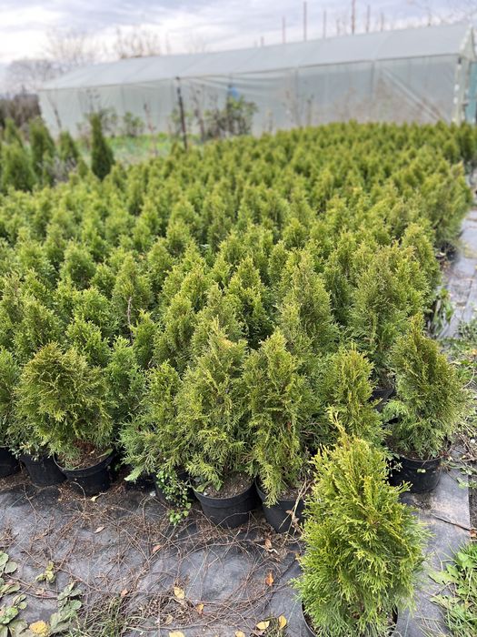 Vand tuia en gros din pepiniera proprie