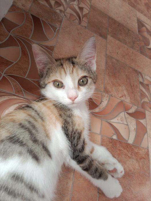 отдам котенок срочно