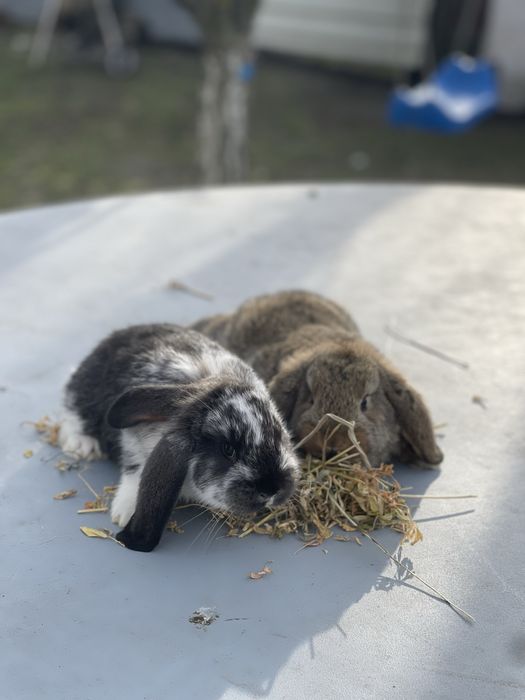 Iepuri berbec german