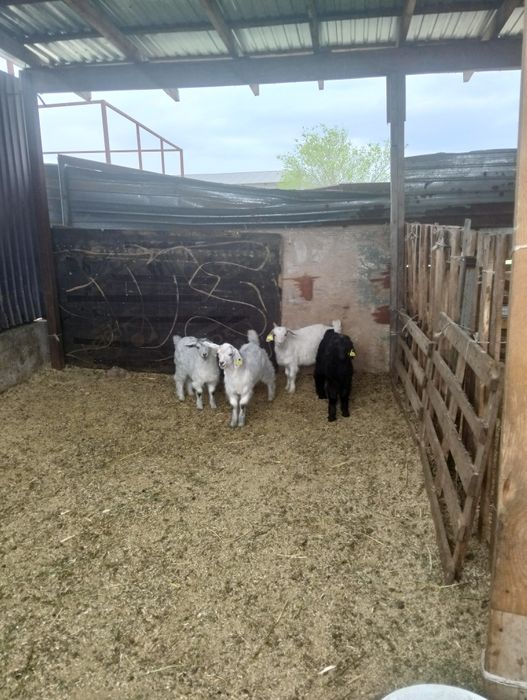 5шт козлик 2месяц