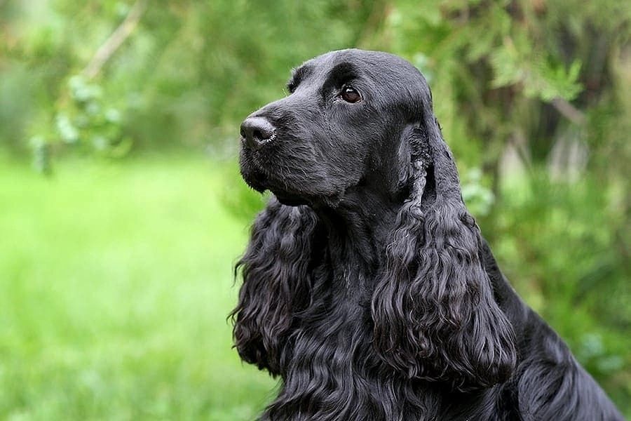 Английский кокер спаниель