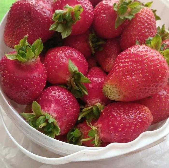 Саженцы клубники