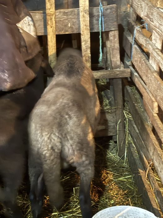 Berbecuti de vanzare