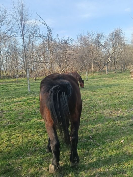 Vând sau schimb iapă  buna de lucru