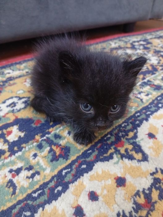 Маленький котенок