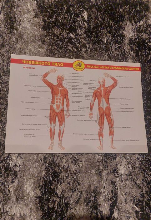 Помагалници по различни предмети от 3. до 12. клас