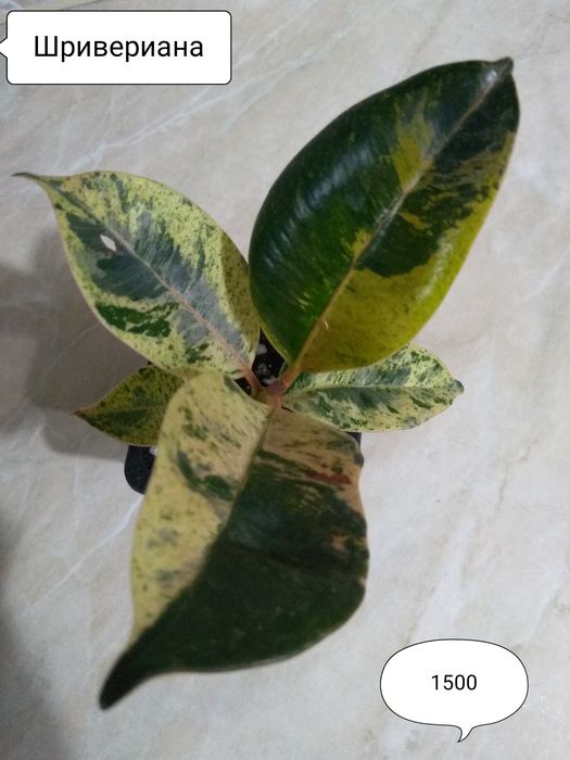 Продам Фикусы разные.