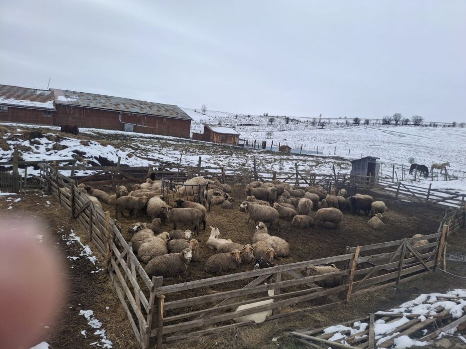 Oi de vânzare 200 bucăți