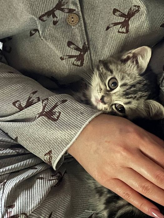 Кошка скотииш с гаранти