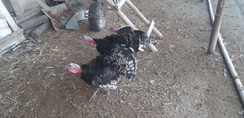 3 ta nar kurka sotiladi